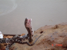 Black rat snake hatchling eating a pinkie