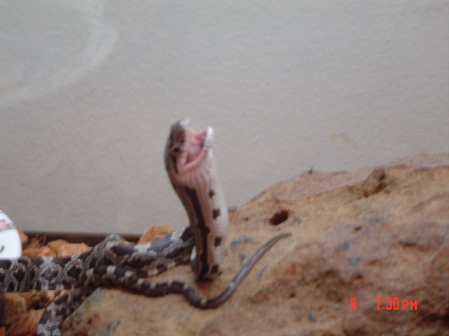 Black rat snake hatchling eating a pinkie