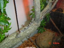 black rat snake