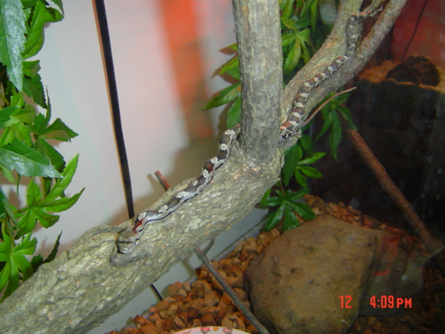 black rat snake