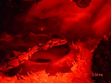 new ball python