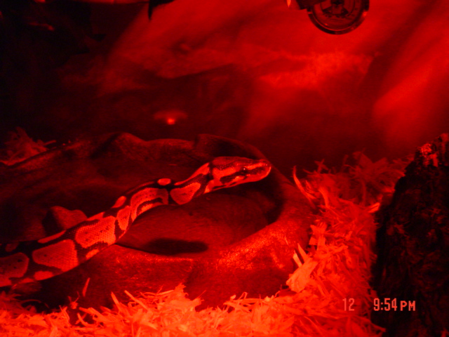 new ball python