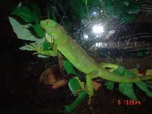 REX