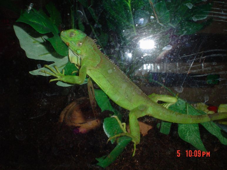 REX