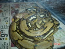 ONYX