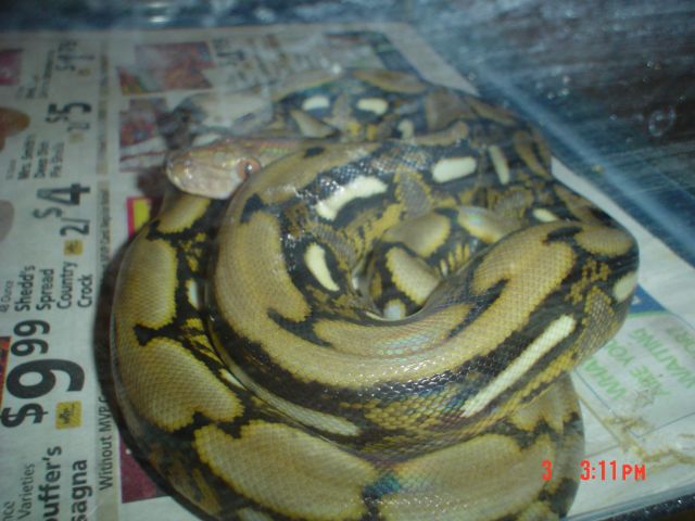 ONYX