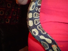 new syrus, color and pattern