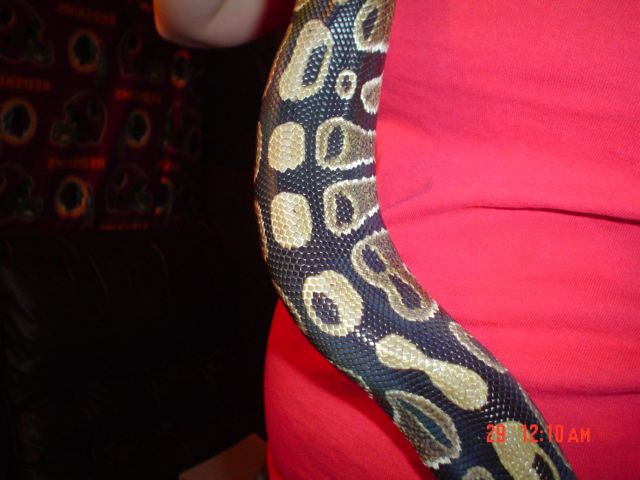 new syrus, color and pattern