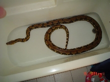 Ruby taking a bath