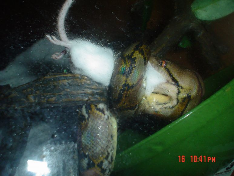 Emerald eating