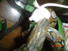 Emerald Eating 2