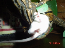 Emerald Eating 3