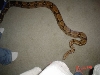 Zena