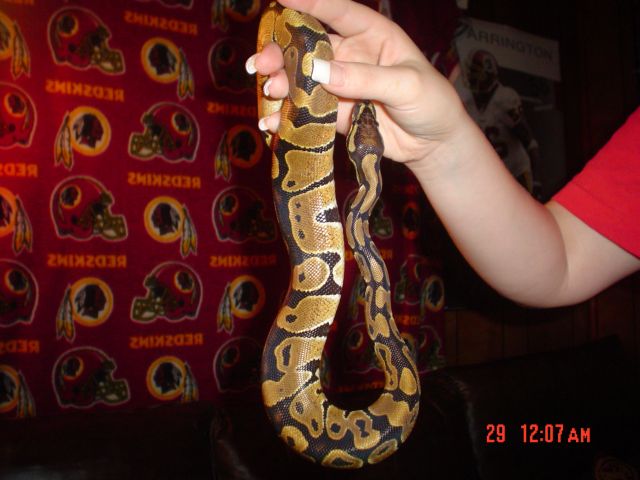 new zeus...