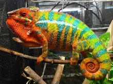 Furcifer pardalis Ambilobe