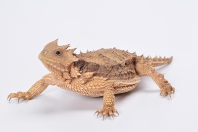 Phrynosoma asio