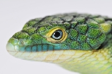 Abronia graminea