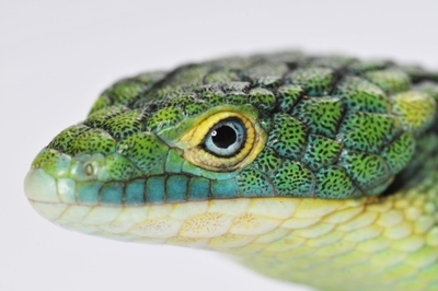 Abronia graminea