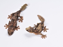 Uroplatus pietschmanni