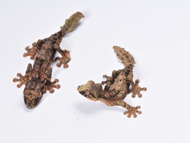 Uroplatus pietschmanni