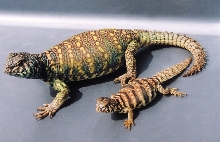 Uromastyx ornata