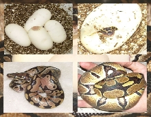 Hatching Process Collage