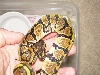 Baby3spots