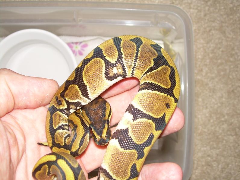 Baby3spots
