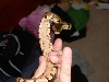 baby5possYB