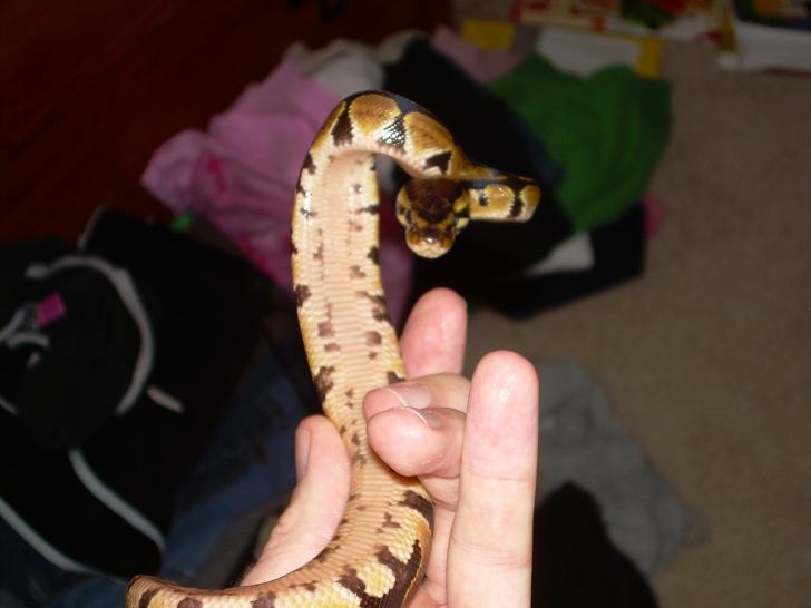 baby5possYB