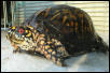Mr. Turtle2