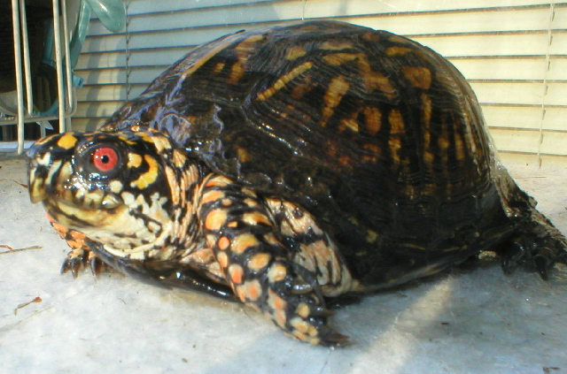 Mr. Turtle2