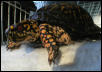 Mr. Turtle