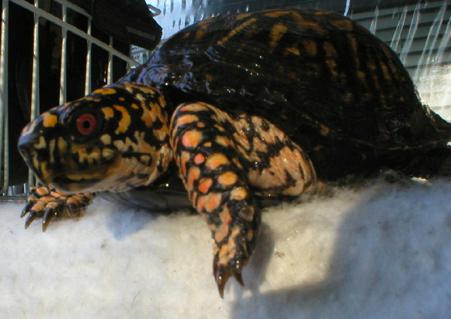 Mr. Turtle