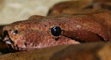 Sire