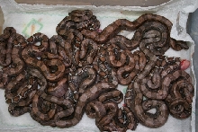 2009 Litter