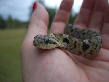 Eastern Hognose