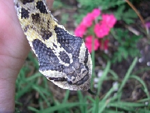 Eastern Hognose