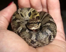 Eastern Hognose