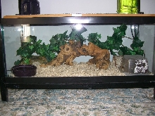 Viv