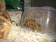 Moist Hide