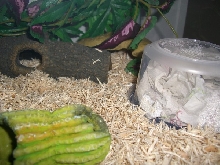 Moist Hide
