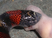 Zee Eats!