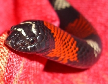 Zee, Shed