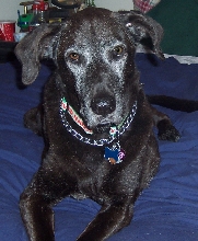 In memory of my Sunshine Boy, Irie