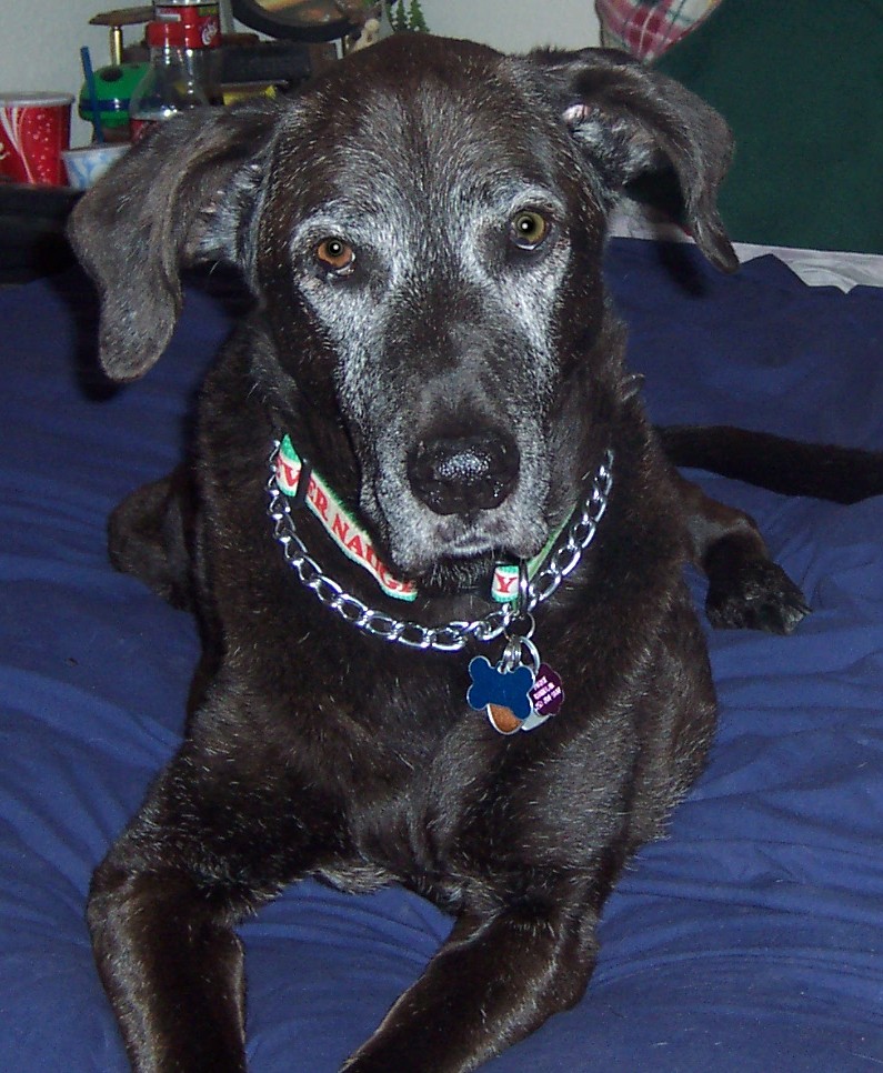 In memory of my Sunshine Boy, Irie