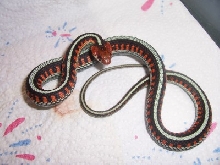 California red sided