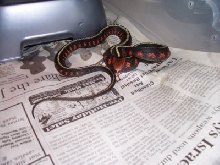 Oregon red spotted garter