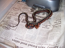 Oregon red spotted garter 2