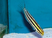 Saltwater - Austin Aquariums